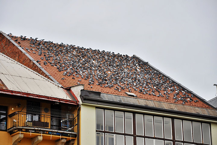 A2B Pest Control are able to install spikes to deter birds from roofs in Ferndown. 