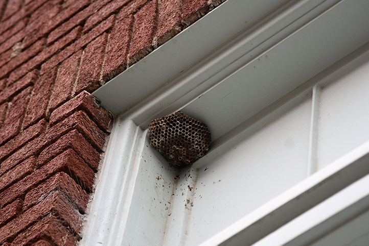 We provide a wasp nest removal service for domestic and commercial properties in Ferndown.